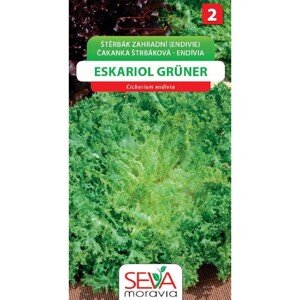 Aros Semienka Čakanka štrbáková Endívia - Eskariol Gruner (Cichorium endivia)