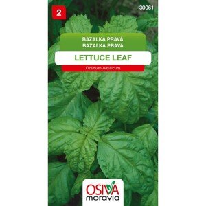 Osiva Moravia Semienka Bazalka pravá Lettuce Leaf (Ocimum basilicum)