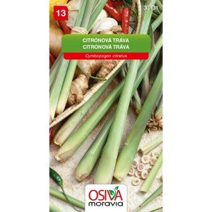 Osiva Moravia Semienka Citrónová tráva (Cymbopogon citratus)