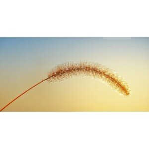 Bondecor Obraz, tlačené plátno Sun 50 x 100 cm