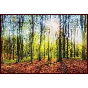 Bondecor Obraz Putframe Les 70 x 100 cm