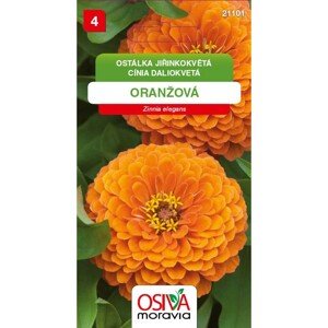 OSIVA Moravia Cínia daliokvetá - oranžová (Zinnia elegans)