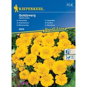 Kiepenkerl Semienka Aksamietnica Goldzwerg