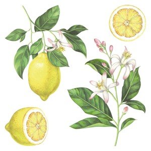 Crearreda Samolepiaca dekorácia 54122 motív citróny, veľ. M