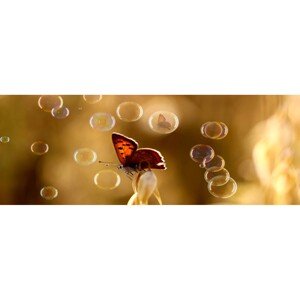 Bondecor Obraz, tlačené plátno CAGI Motýľ bubble 50 x 120 cm