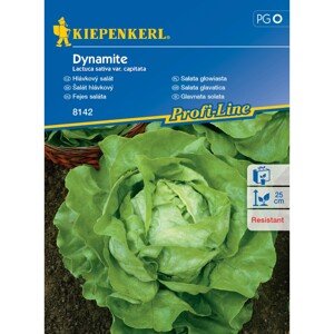 KIEPENKERL Hlávkový šalát (Lactuca sativa var. capitata) Dynamite
