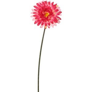 Gerbera plnokvetá 60 cm ružová