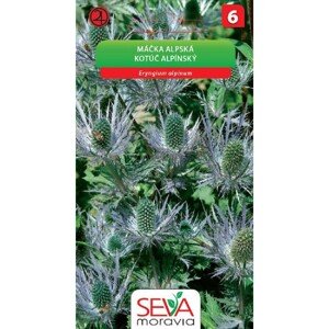 Aros Semienka Kotúč alpínský (Eryngium aplinum)